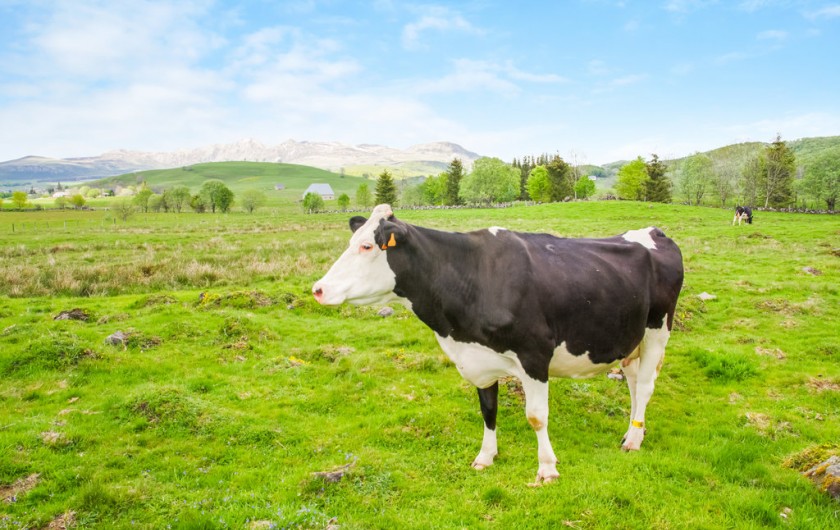 Location de vacances - Chalet à Picherande