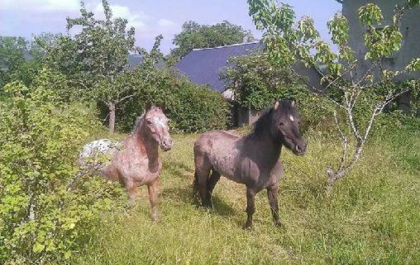 Location de vacances - Maison - Villa à Ferrières-sur-Sichon