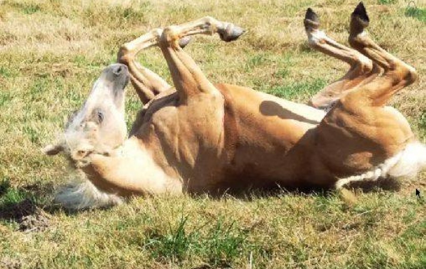 Location de vacances - Maison - Villa à Ferrières-sur-Sichon
