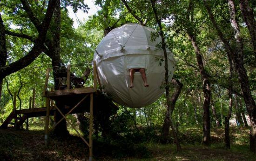 Cocoon Tree : une grosse tente sphérique suspendue dans les arbres