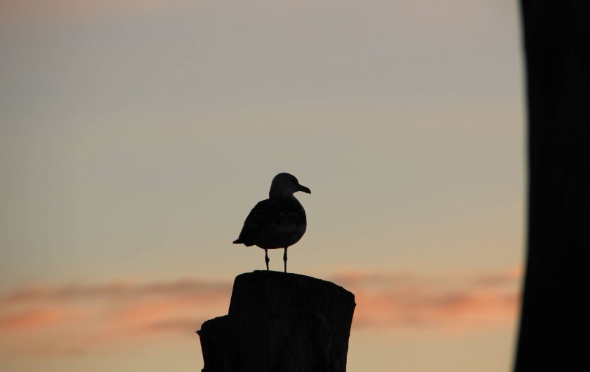 Location de vacances - Appartement à Saint-Malo