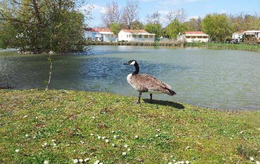 Location de vacances - Bungalow - Mobilhome à Saint-Pierre-d'Oléron