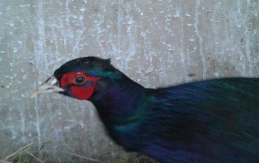 Location de vacances - Gîte à Longchamp-sur-Aujon