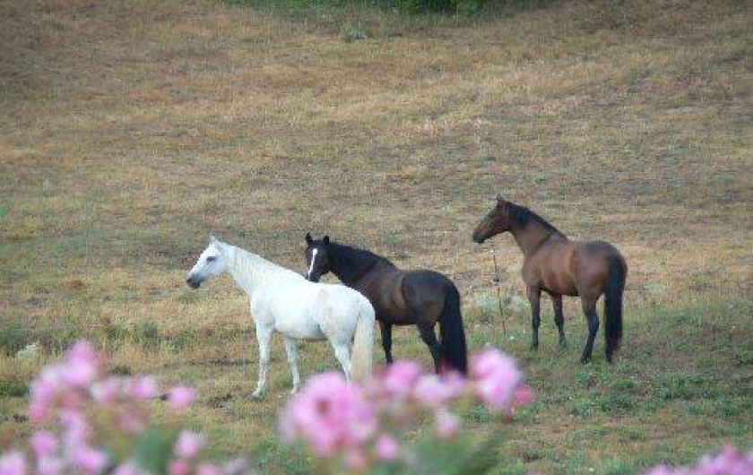Location de vacances - Gîte à Saint-Maurice-d'Ibie - Les chevaux dans les prés