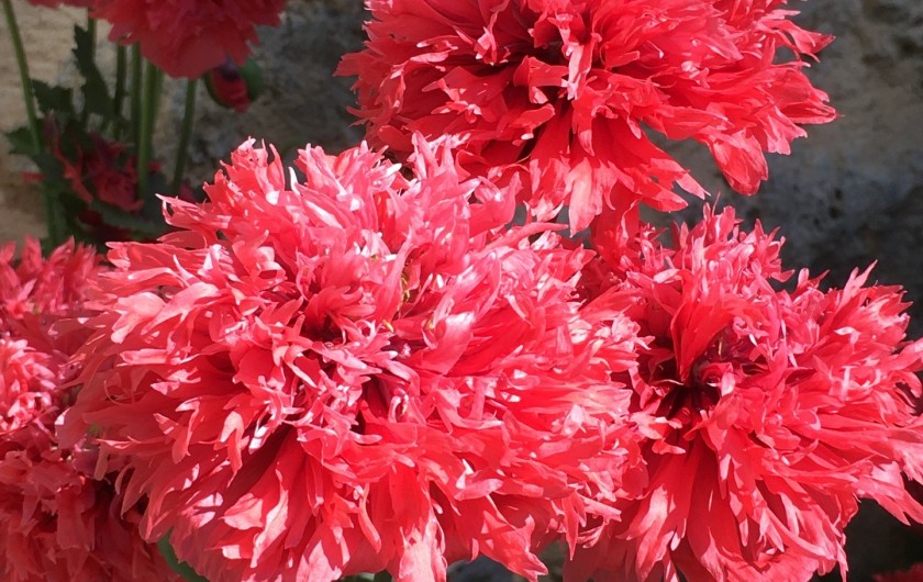 Location de vacances - Gîte à La Rouquette - Un printemps très fleuri