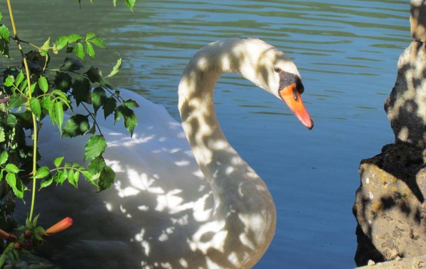 Location de vacances - Gîte à La Rouquette - Le Cygne veille...