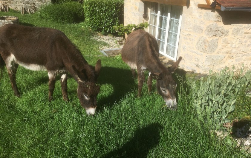 Location de vacances - Gîte à La Rouquette - Petite visite inattendue.