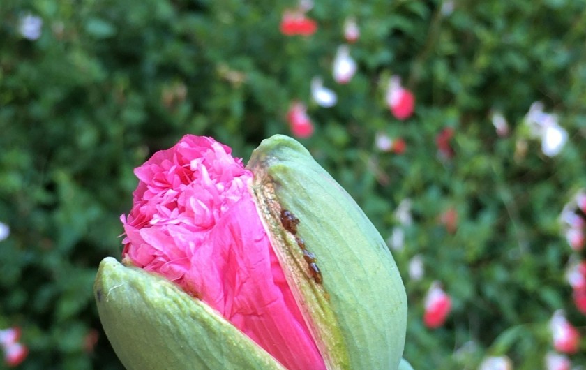 Location de vacances - Gîte à La Rouquette - Pavots et sauges en fleurs.