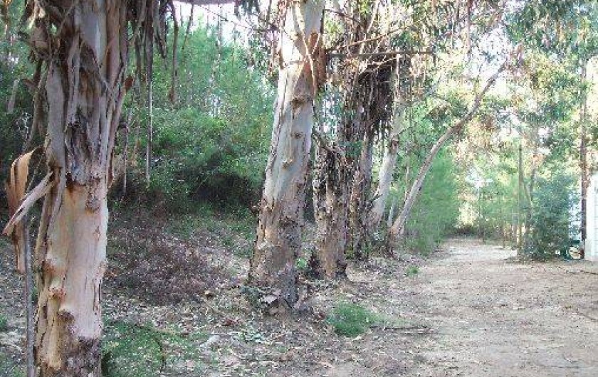 Location de vacances - Bungalow - Mobilhome à Ghisonaccia - Parc