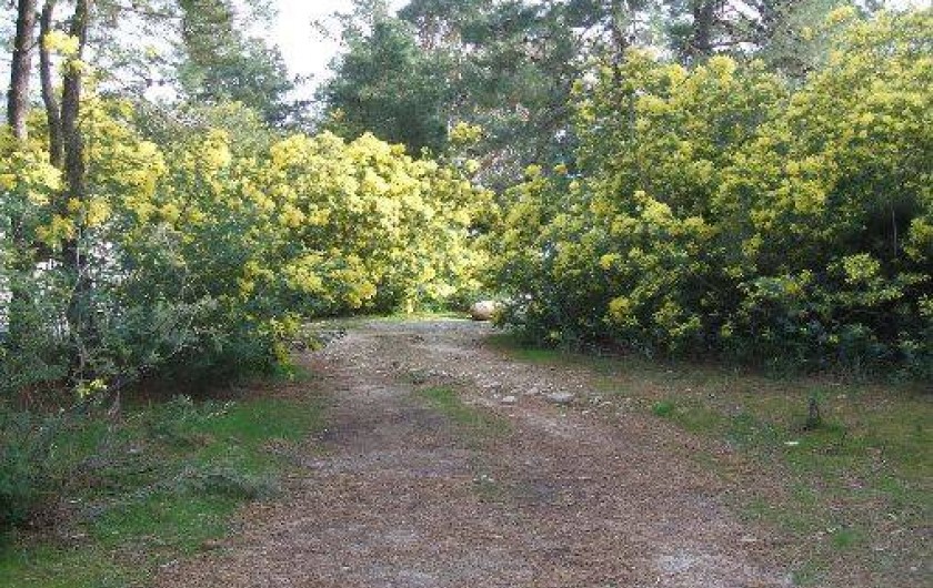 Location de vacances - Bungalow - Mobilhome à Ghisonaccia - Parc