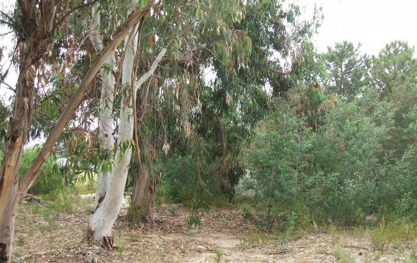 Location de vacances - Bungalow - Mobilhome à Ghisonaccia - Parc