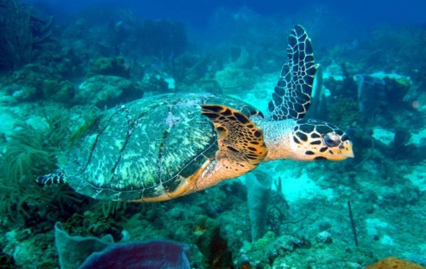 Location de vacances - Villa à Bouillante - NAGER AVEC LES TORTUES
