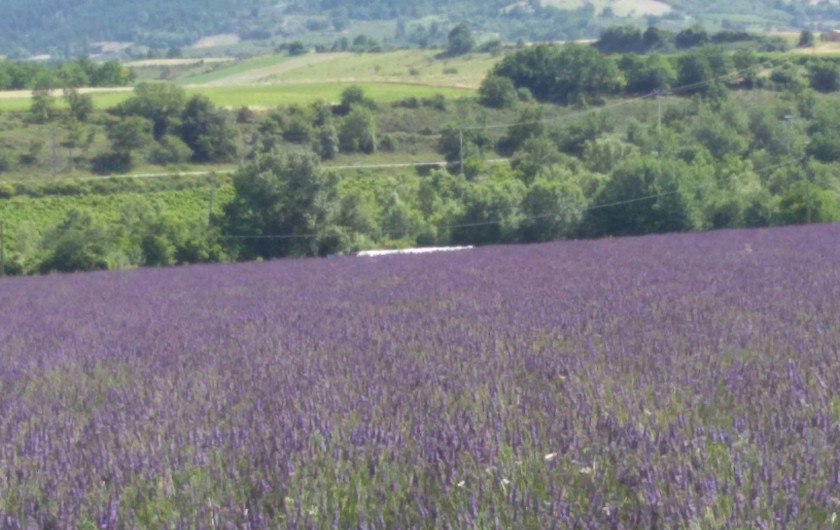 Location de vacances - Villa à Mirabel-aux-Baronnies - Champ de lavandes