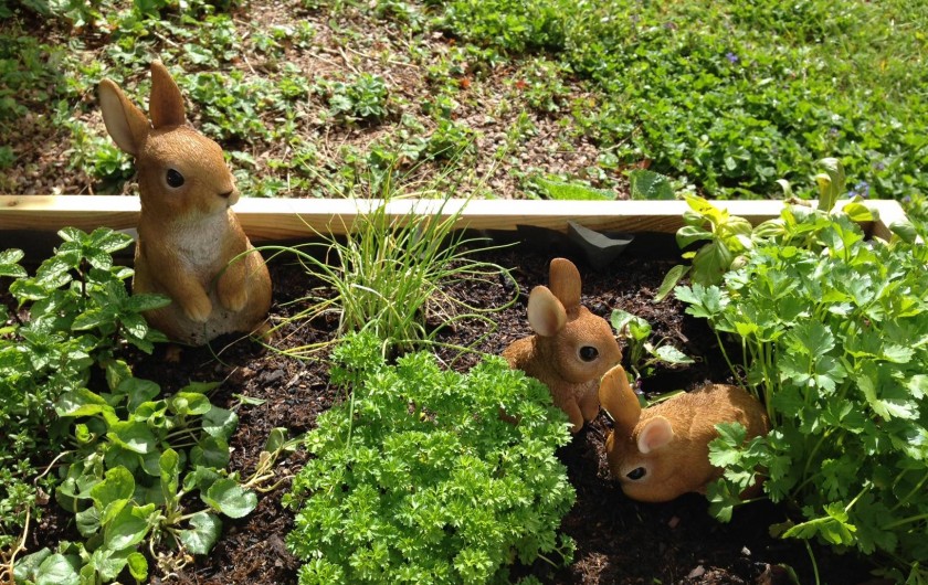 Location de vacances - Gîte à Autun - Jardin Aromatique & Famille Lapins