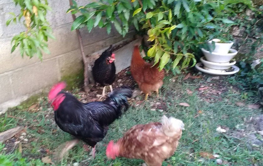 Location de vacances - Gîte à Sorges et Ligueux en Périgord - Notre coq et nos poules