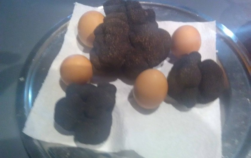 Location de vacances - Gîte à Sorges et Ligueux en Périgord - truffes et nos œufs