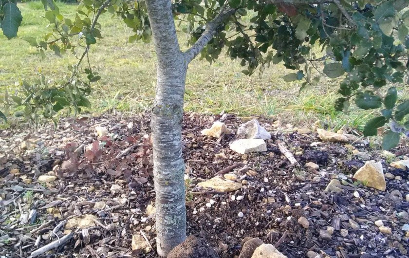 Location de vacances - Gîte à Sorges et Ligueux en Périgord - Chêne truffier