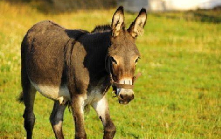 Location de vacances - Gîte à Landébia
