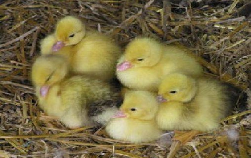 Location de vacances - Gîte à Landébia