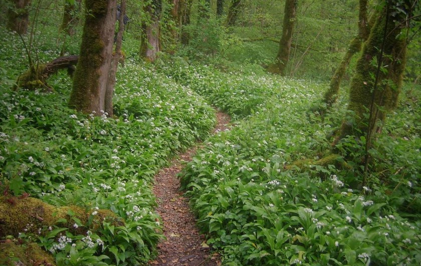 Location de vacances - Chalet à Goumois