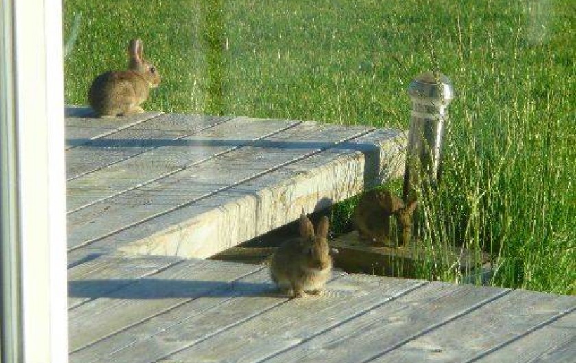 Location de vacances - Gîte à Salles-Curan