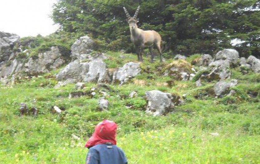 Location de vacances - Chalet à Mont-Saxonnex