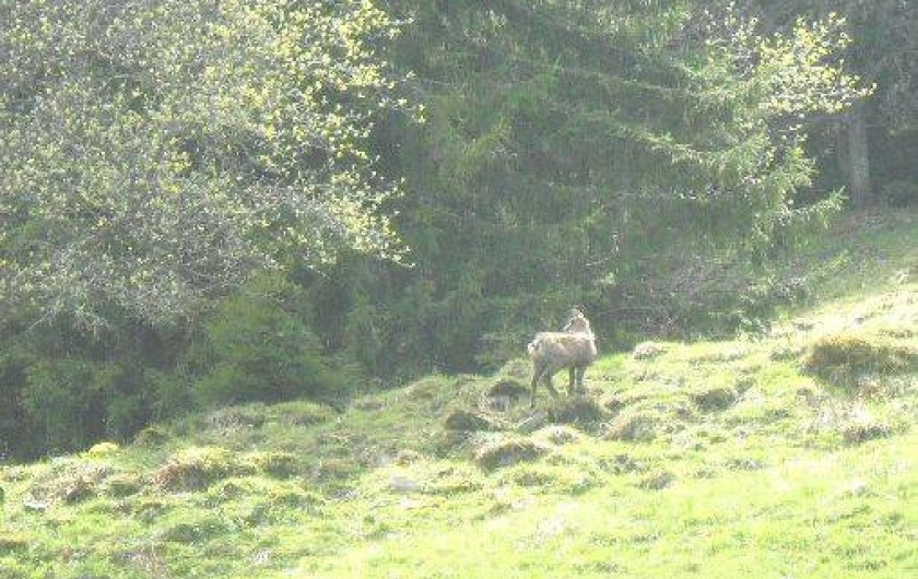 Location de vacances - Chalet à Mont-Saxonnex