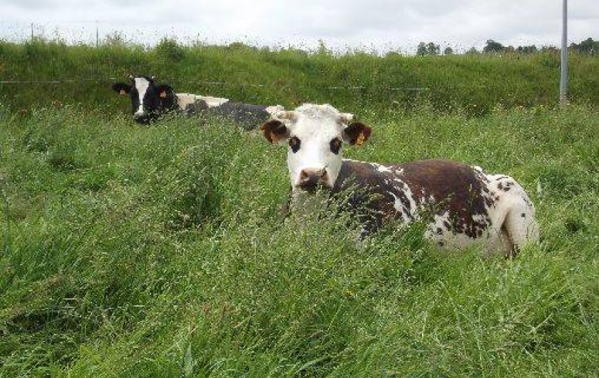 Location de vacances - Gîte à Saint-Cyr-du-Bailleul