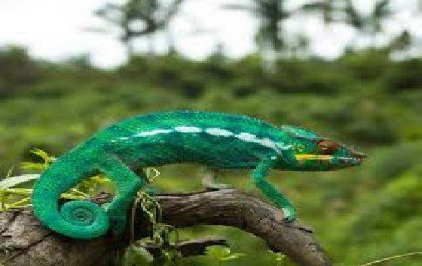 Location de vacances - Bungalow - Mobilhome à Vincendo