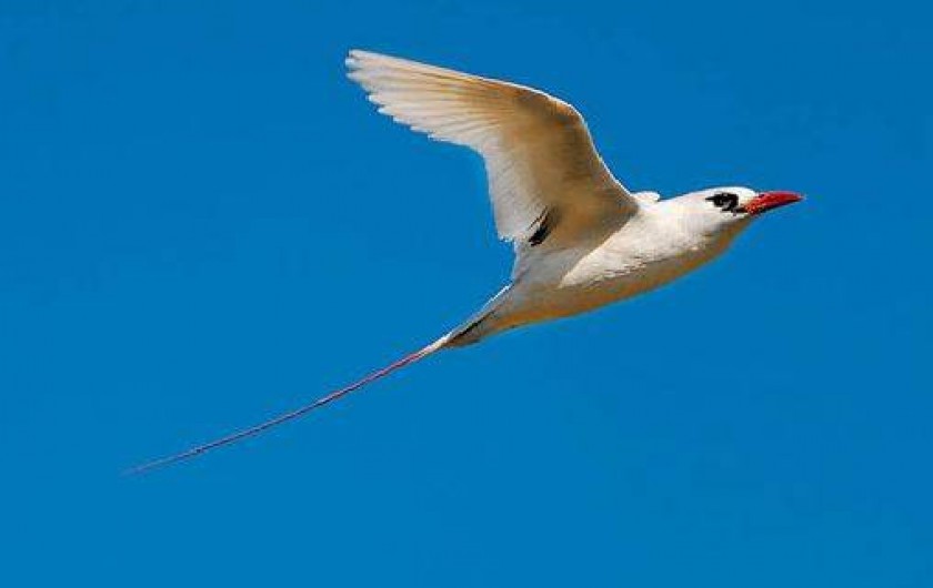 Location de vacances - Bungalow - Mobilhome à Vincendo