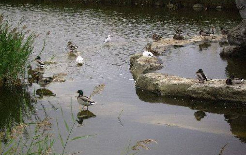 Location de vacances - Camping à Agde