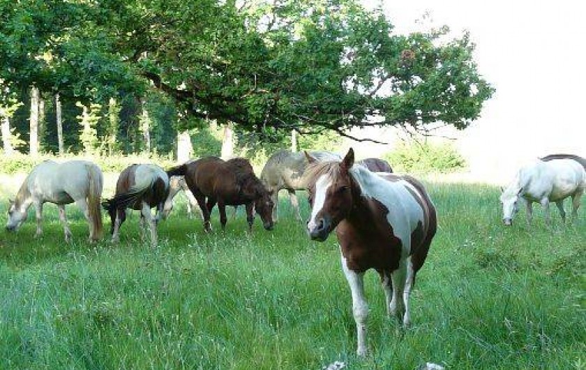 Location de vacances - Maison - Villa à Martigny-le-Comte