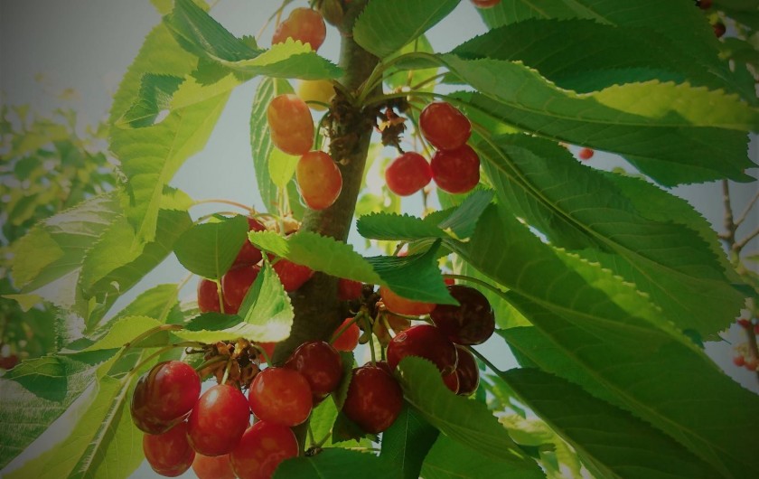 Location de vacances - Gîte à Orgon - Le logement s'appelle "le cerisier"