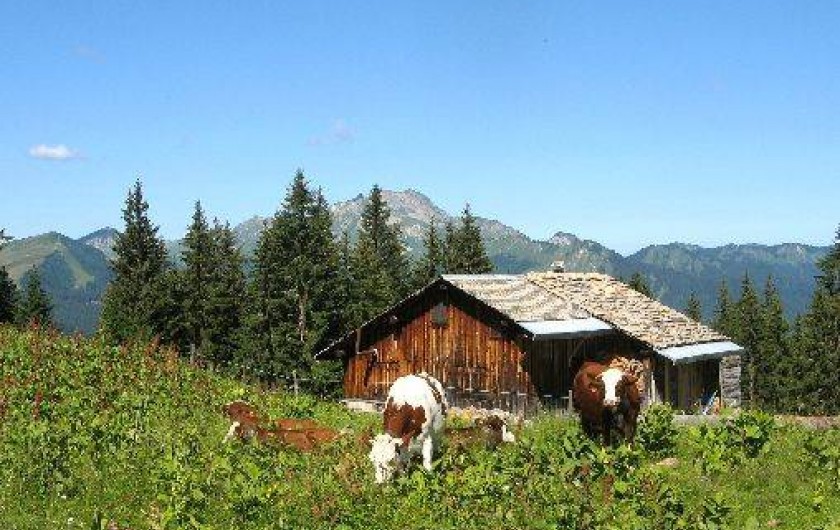 Location de vacances - Studio à Morzine