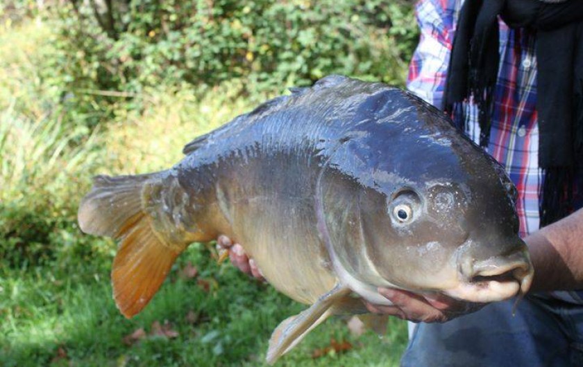 Location de vacances - Chalet à Miallet - une carpe cuir