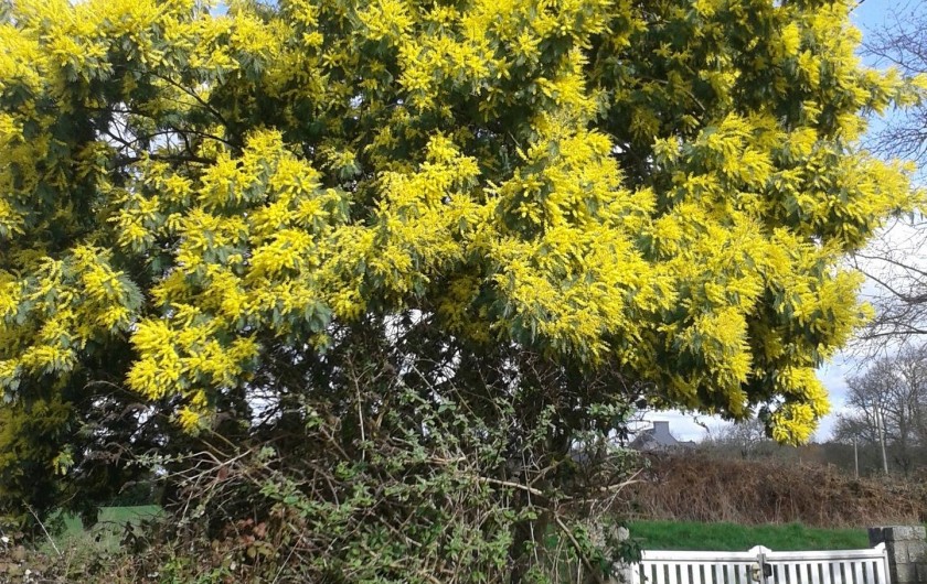 Location de vacances - Gîte à Erdeven - nos mimosas en hiver