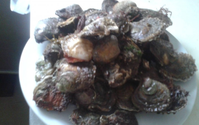 Location de vacances - Gîte à Erdeven - par 1 journee de pêche à pieds