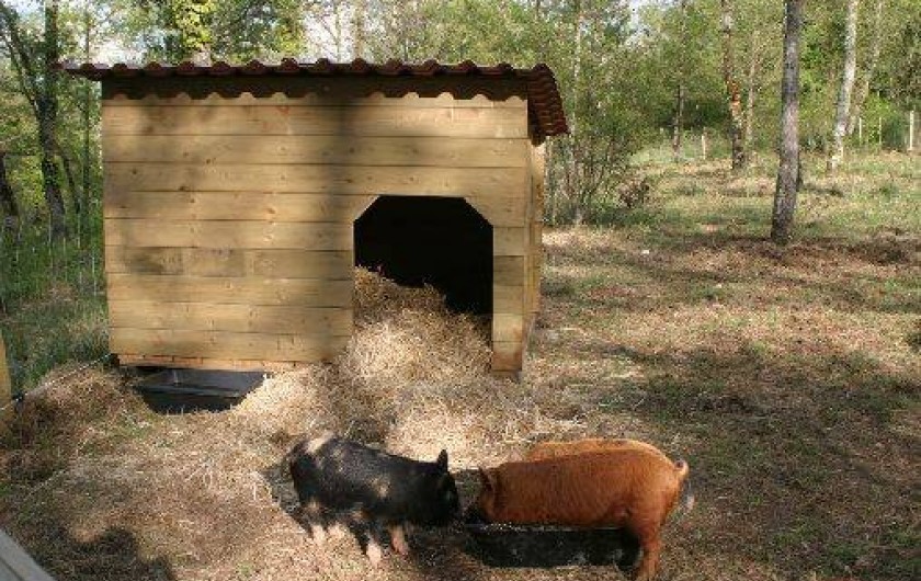 Location de vacances - Gîte à Saint-Chamarand
