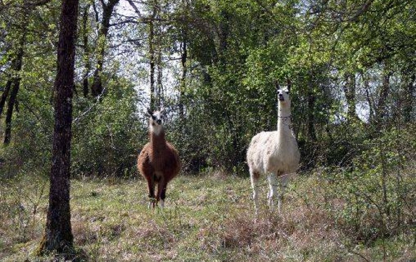 Location de vacances - Gîte à Saint-Chamarand