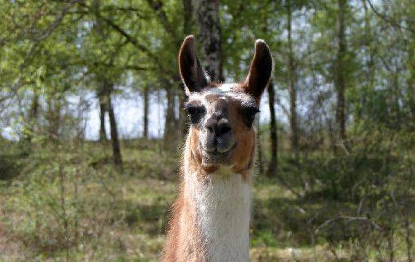 Location de vacances - Gîte à Saint-Chamarand