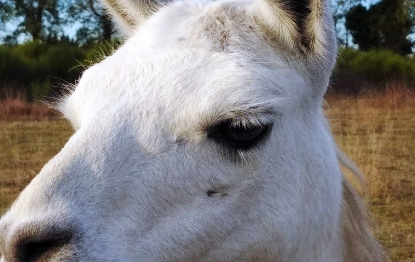 Location de vacances - Gîte à Labastide-de-Penne - Nougatine