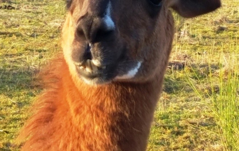 Location de vacances - Gîte à Labastide-de-Penne - Pichu