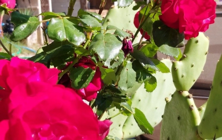 Location de vacances - Gîte à Labastide-de-Penne - extérieur