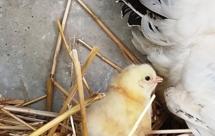 Location de vacances - Gîte à Labastide-de-Penne - poussin