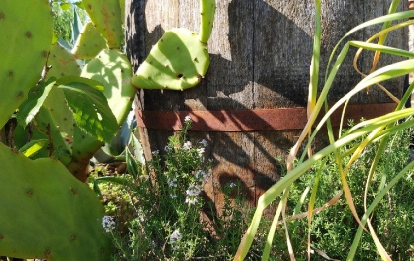 Location de vacances - Gîte à Labastide-de-Penne - extérieur