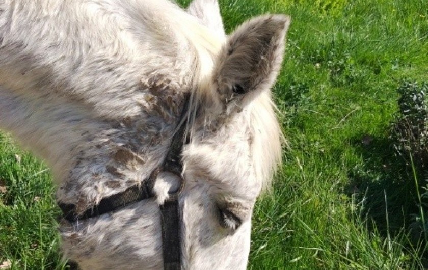 Location de vacances - Gîte à Labastide-de-Penne - Emeraude
