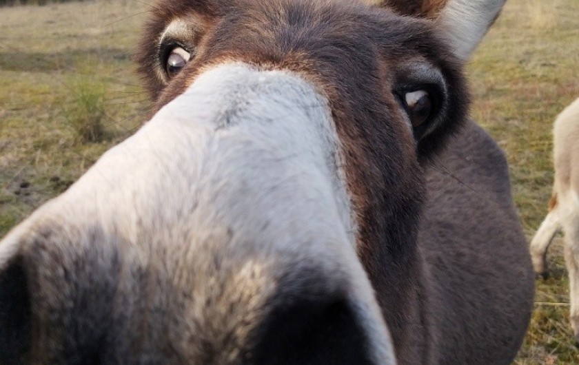 Location de vacances - Gîte à Labastide-de-Penne - Aneth