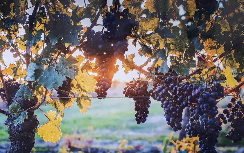Location de vacances - Chambre d'hôtes à Montlouis-sur-Loire