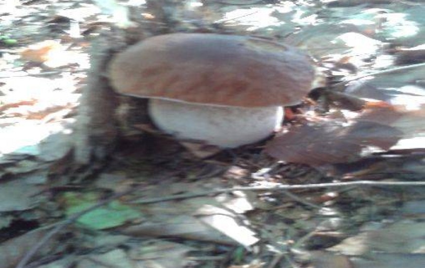 Location de vacances - Gîte à Saint-Julien-des-Chazes