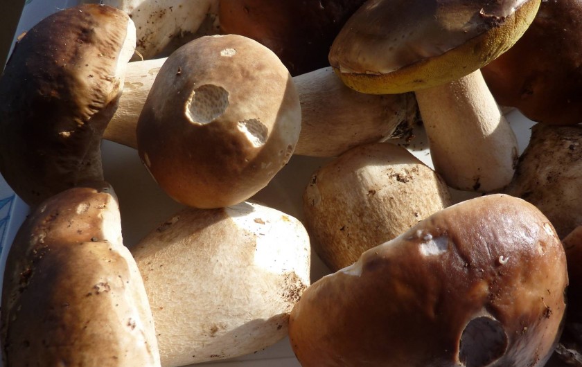 Location de vacances - Studio à Le Lioran - automne dans nos forêts